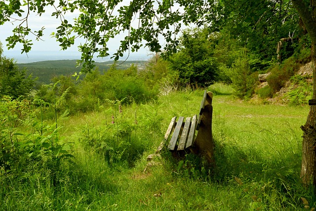 文须雀展现 文须雀展现